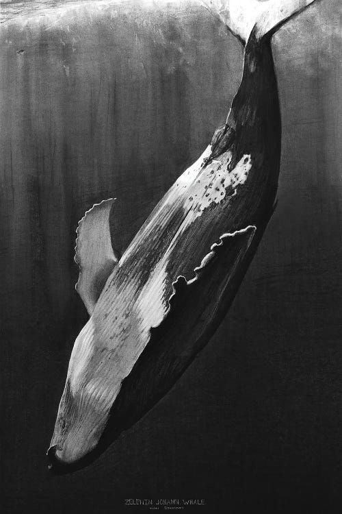 Whale Black by Johann Zelenin wall art