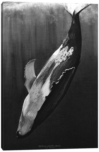Whale Black Canvas Art Print - Humpback Whale Art