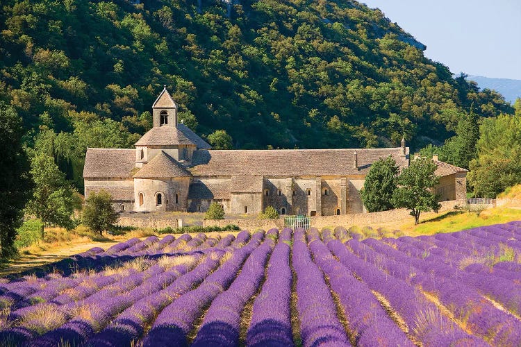 Lavender Field, Senanque Abbey, Near Gordes, Provence-Alpes-Cote d'Azur, France