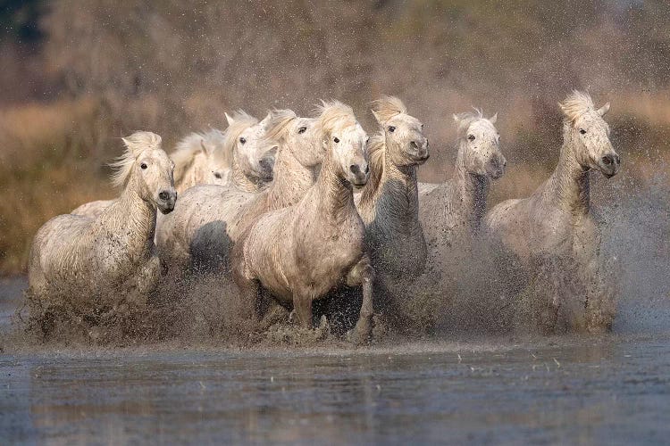 Galloping Herd Of Camargue Horses I, Camargue, Provence-Alpes-Cote d'Azur, France