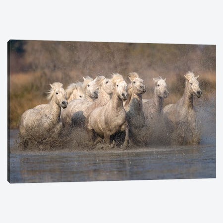 Galloping Herd Of Camargue Horses I, Camargue, Provence-Alpes-Cote d'Azur, France Canvas Print #JZU2} by Jim Zuckerman Canvas Art Print