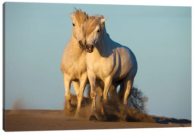 Pair Of Trotting Camargue Horses, Camargue, Provence-Alpes-Cote d'Azur, France Canvas Art Print - Danita Delimont Photography