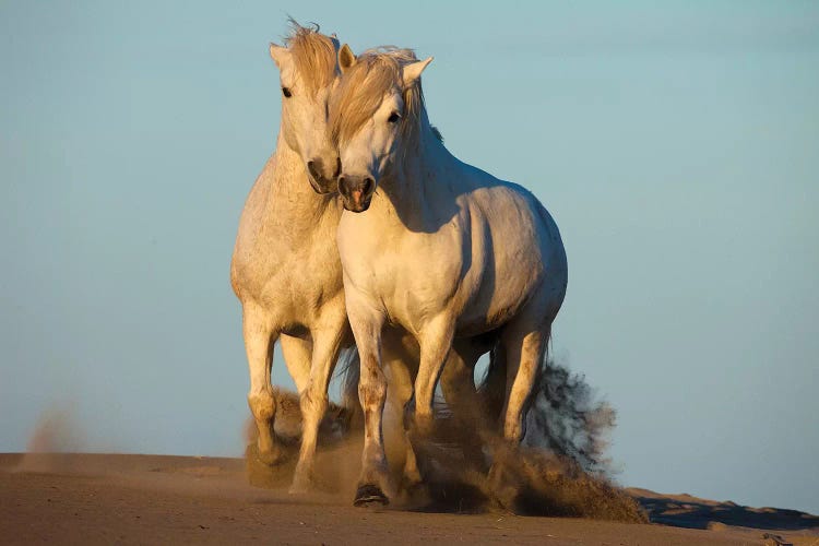 Pair Of Trotting Camargue Horses, Camargue, Provence-Alpes-Cote d'Azur, France