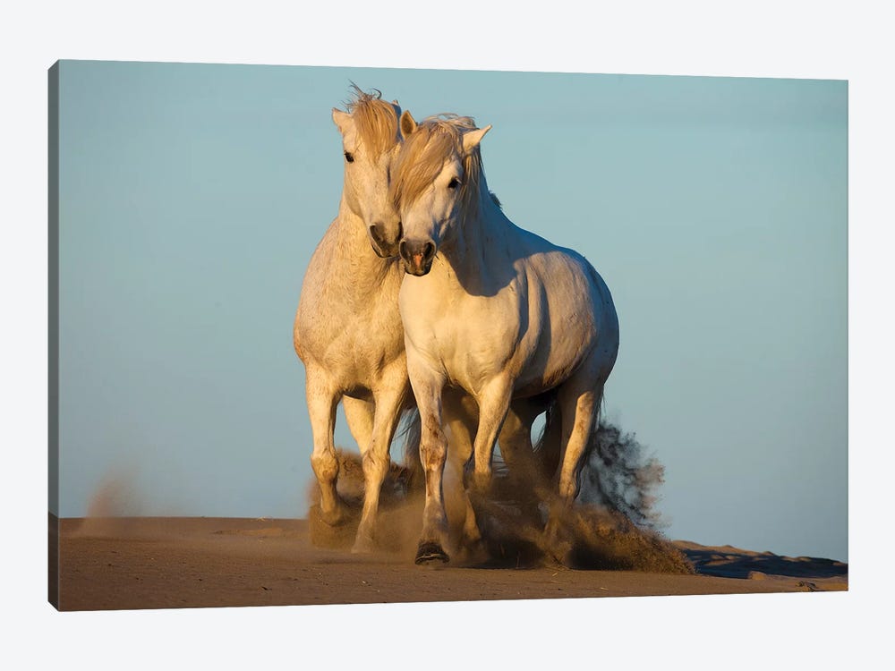 Pair Of Trotting Camargue Horses, Camargue, Provence-Alpes-Cote d'Azur, France by Jim Zuckerman 1-piece Art Print