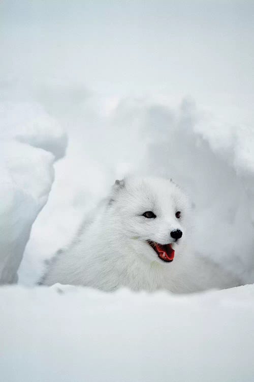 Arctic Fox, Alaska, USA