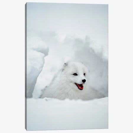 Arctic Fox, Alaska, USA Canvas Print #JZU5} by Jim Zuckerman Canvas Artwork