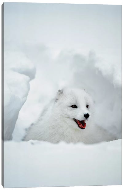 Arctic Fox, Alaska, USA Canvas Art Print