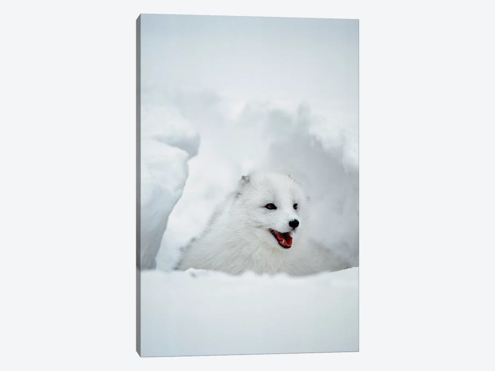 Arctic Fox, Alaska, USA by Jim Zuckerman 1-piece Art Print
