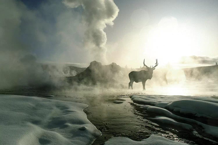 Bull Elk Silhouette At Sunrise, Castle Geyser, Upper Geyser Basin, Yellowstone National Park, Wyoming, USA