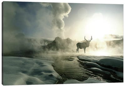 Bull Elk Silhouette At Sunrise, Castle Geyser, Upper Geyser Basin, Yellowstone National Park, Wyoming, USA Canvas Art Print