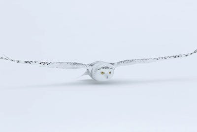 Cream Art - Canvas Prints: Canada, Ontario. Snowy Owl Flies Low To Ground. by Jim Zuckerman