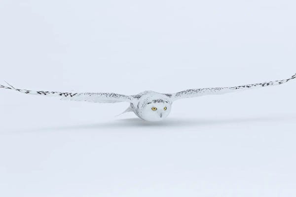 Ontario: Canada, Ontario. Snowy Owl Flies Low To Ground. by Jim Zuckerman