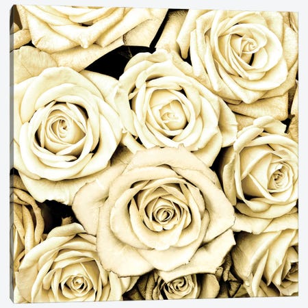 Roses Canvas Print #KAB32} by Kate Bennett Canvas Wall Art