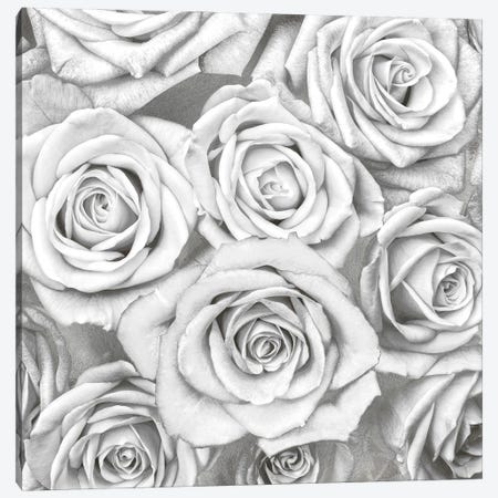 Roses - White On Silver Canvas Print #KAB38} by Kate Bennett Canvas Art