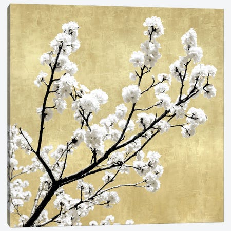 Blossoms on Gold II Canvas Print #KAB49} by Kate Bennett Canvas Art Print