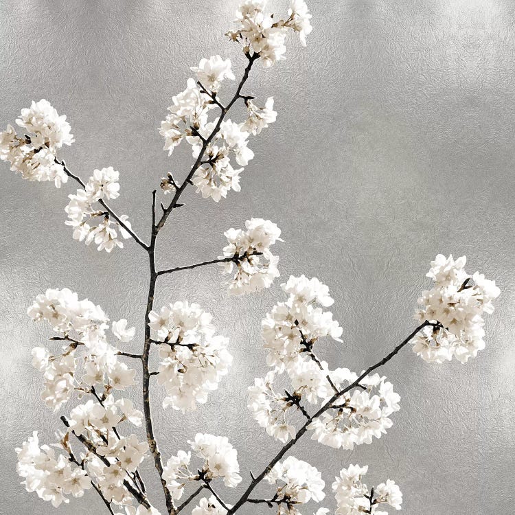 Silver Blossoms I by Kate Bennett wall art