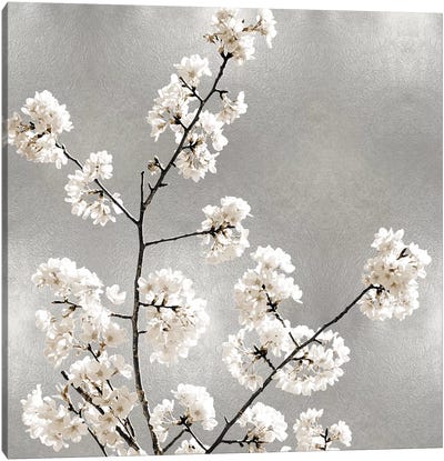 Silver Blossoms I Canvas Art Print - Kate Bennett