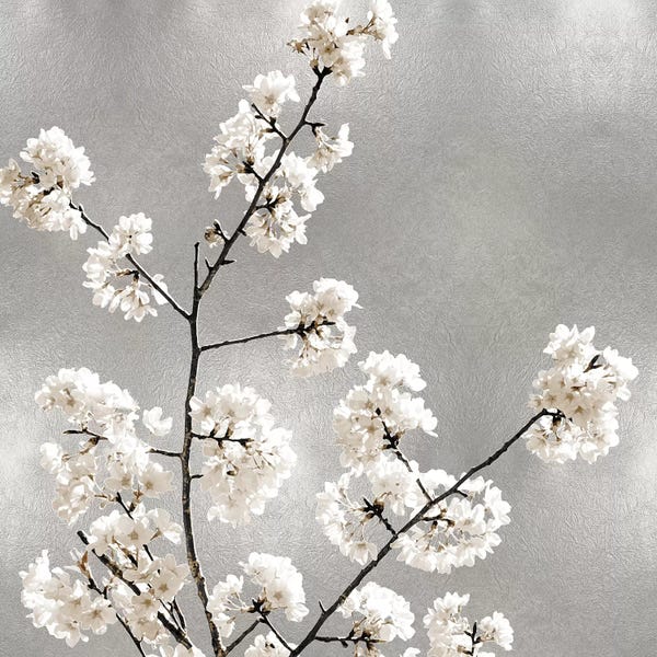 Kate Bennett: Silver Blossoms I by Kate Bennett