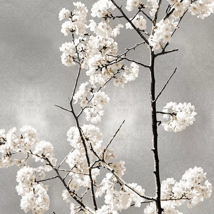 Silver Blossoms II by Kate Bennett wall art