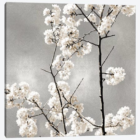 Silver Blossoms II Canvas Print #KAB54} by Kate Bennett Art Print