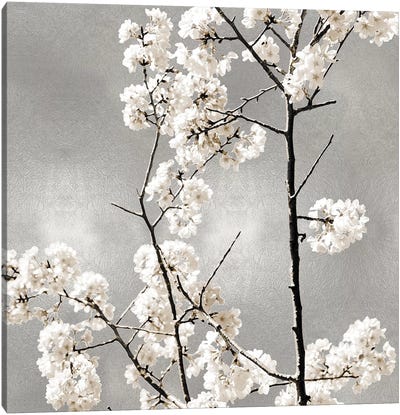 Silver Blossoms II Canvas Art Print - Kate Bennett
