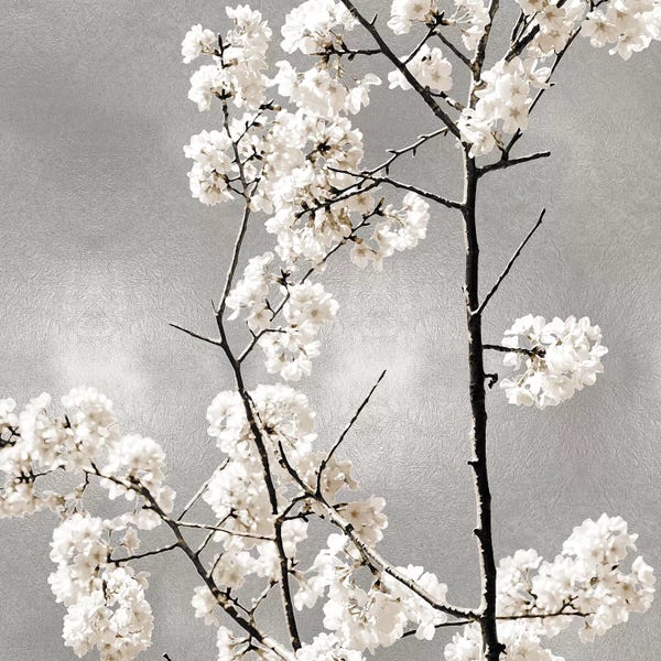 Kate Bennett: Silver Blossoms II by Kate Bennett