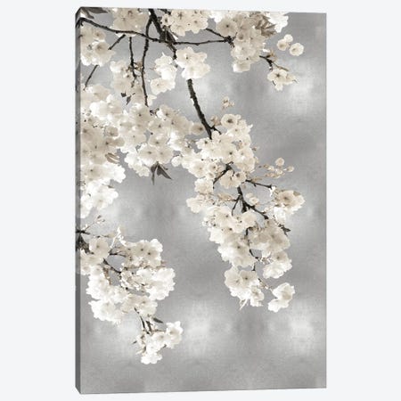 White Blossoms on Silver I Canvas Print #KAB55} by Kate Bennett Canvas Art Print