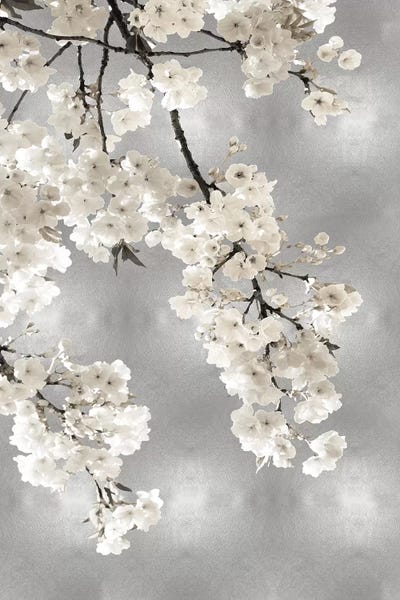 Kate Bennett: White Blossoms on Silver I by Kate Bennett