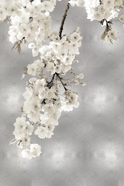 White Blossoms on Silver II by Kate Bennett framed canvas print
