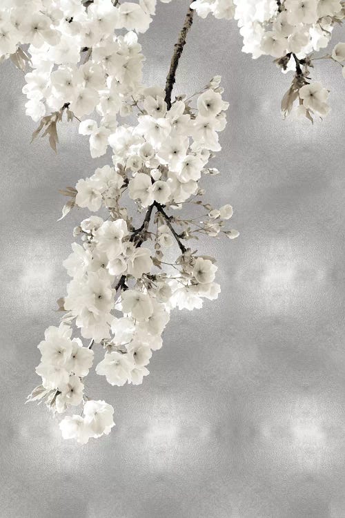 White Blossoms on Silver II