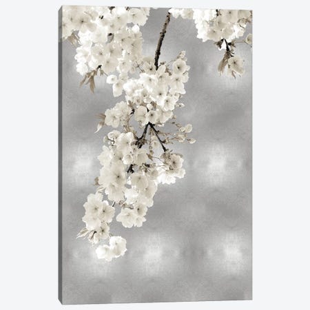 White Blossoms on Silver II Canvas Print #KAB56} by Kate Bennett Canvas Print