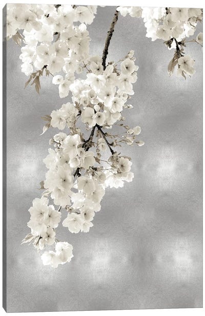 White Blossoms on Silver II Canvas Art Print - Kate Bennett