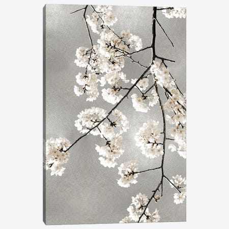 White Blossoms on Silver III Canvas Print #KAB57} by Kate Bennett Art Print