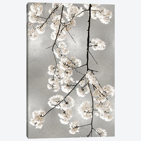 White Blossoms on Silver IV Canvas Print #KAB58} by Kate Bennett Canvas Wall Art
