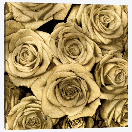 Gold Roses Canvas Print #KAB5} by Kate Bennett Canvas Wall Art