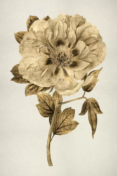 Kate Bennett: Gold Tulip I by Kate Bennett