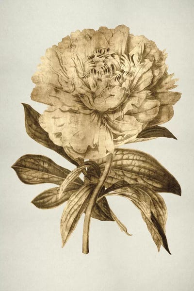 Tulips: Gold Tulip II by Kate Bennett