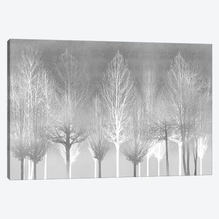 Silver Trees Canvas Print #KAB83} by Kate Bennett Canvas Print
