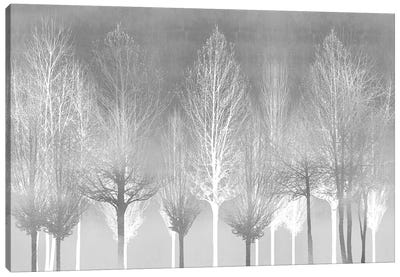 Silver Trees Canvas Art Print - Kate Bennett