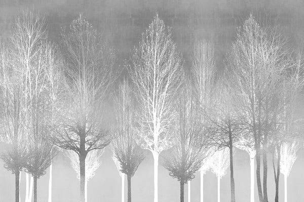 Kate Bennett: Silver Trees by Kate Bennett
