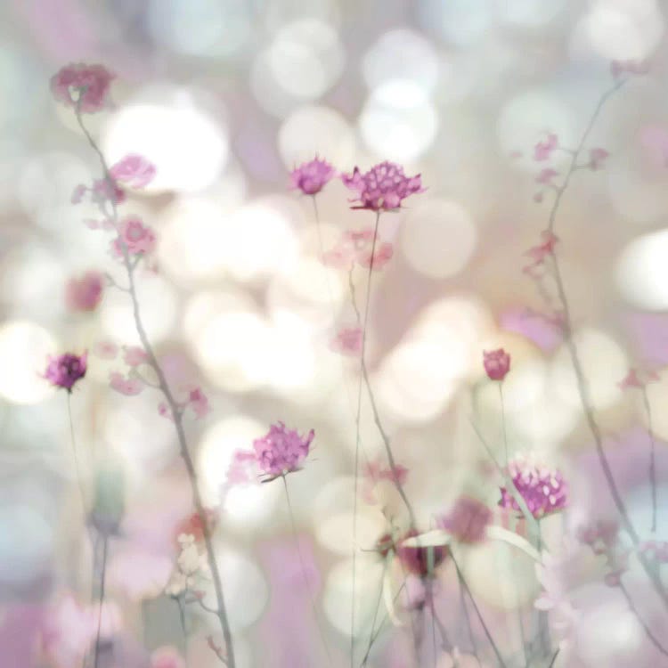 Floral Meadow II by Kate Carrigan wall art