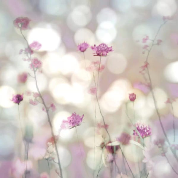 Kate Carrigan: Floral Meadow II by Kate Carrigan