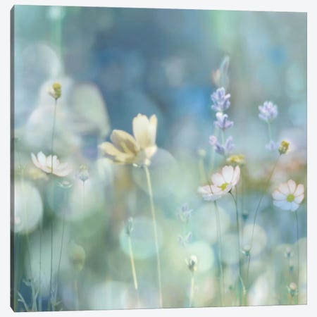Morning Meadow II Canvas Print #KAC30} by Kate Carrigan Canvas Print