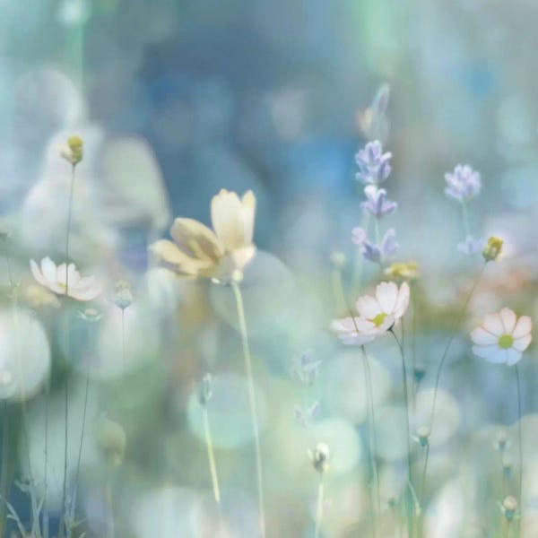 Kate Carrigan: Morning Meadow II by Kate Carrigan