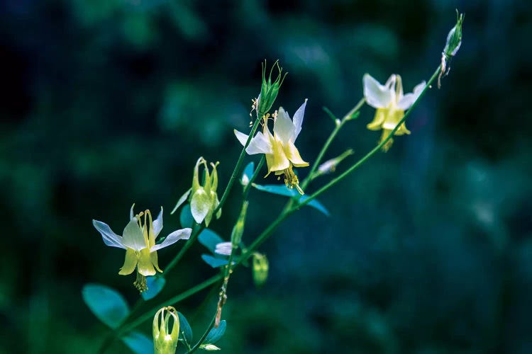 Yellow Bells by Sarah Kadlecek wall art