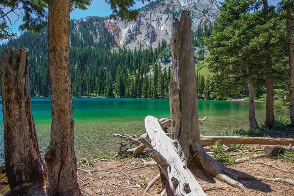 Tree Close-Ups: Fairy Lake by Sarah Kadlecek