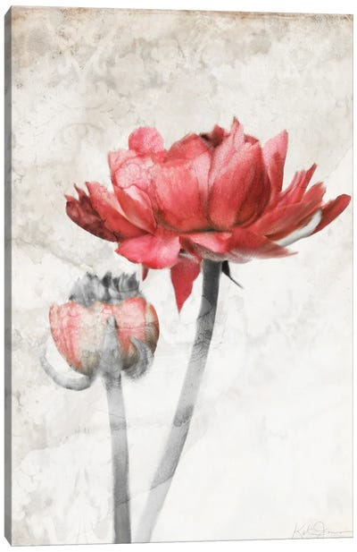 Ravishing Red Bloom Canvas Art Print - Ranunculus Art