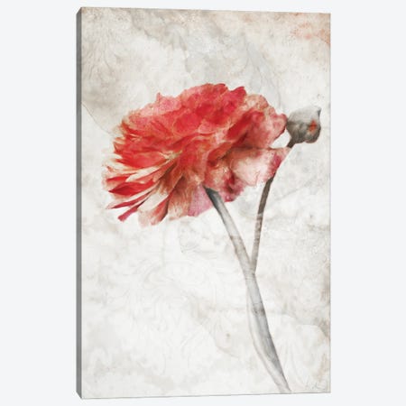 Striking Scarlet Blossom Canvas Print #KAJ125} by Katrina Jones Canvas Wall Art