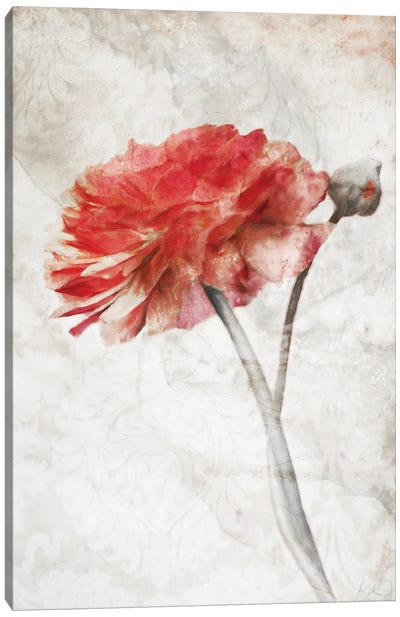 Striking Scarlet Blossom Canvas Art Print - Ranunculus Art