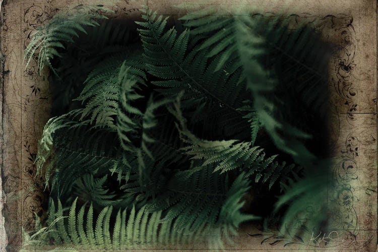 Vintage Ferns